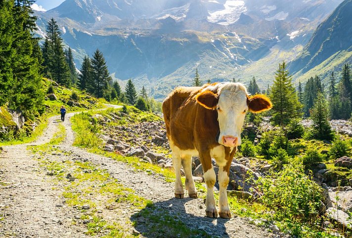 Hotel Alpina Hippach - Wanderweg im Zillertal