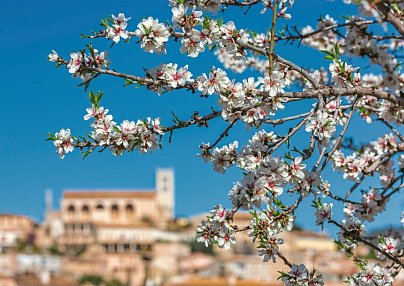 Mallorca Frühlingserwachen - Hotel Alua Leo Mallorca