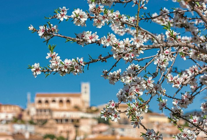 Mallorca Frühlingserwachen - Hotel Alua Leo - Mandelblüte