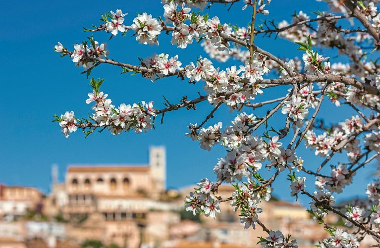 Mallorca Frühlingserwachen - Hotel Alua Leo