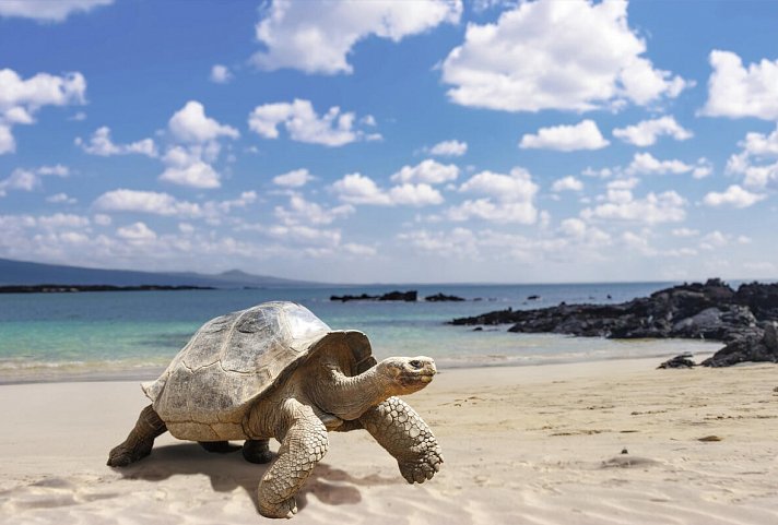 Ecuador & Galapagos Rundreise - Galapagos Schildkröte