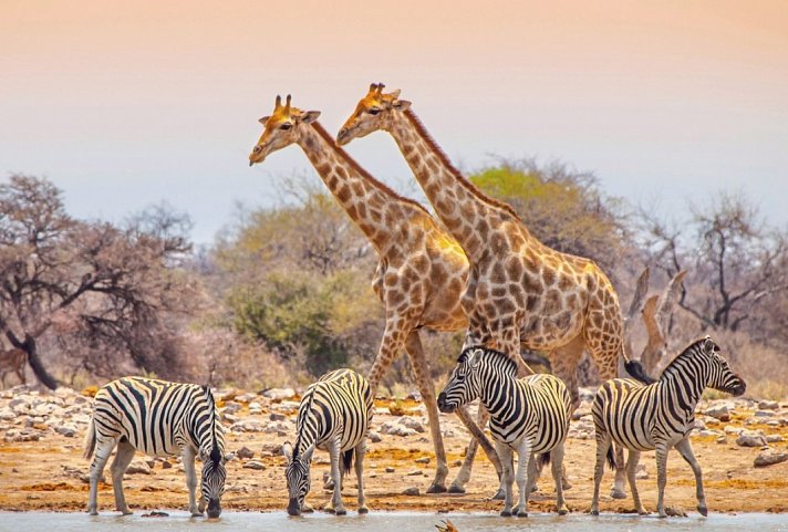 Namibia Rundreise - Etosha Nationalpark