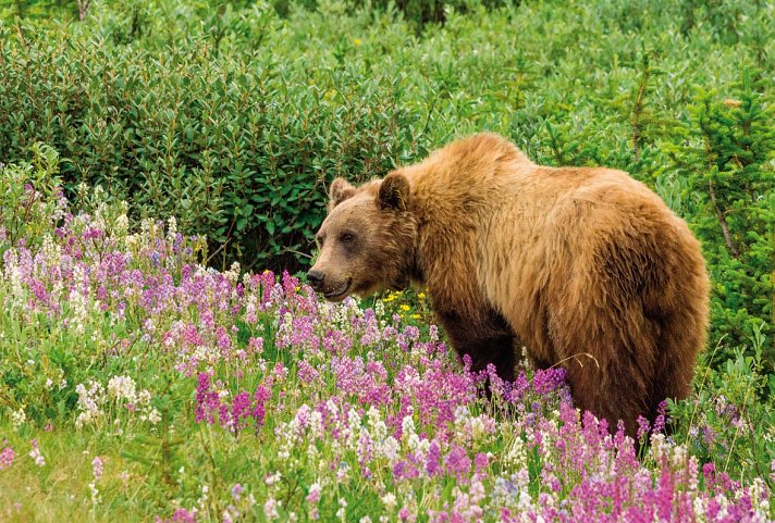 Kanada Rundreise - Grizzlybär im Denali Nationalpark