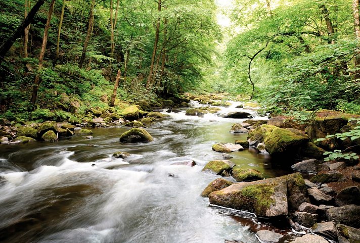 CAREA Residenz Hotel Harzhöhe - Idyllische Natur